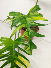 Philodendron Tortum x Florida Beauty Variegata