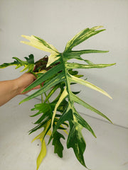 Philodendron Tortum x Florida Beauty Variegata
