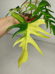 Philodendron Tortum x Florida Beauty Variegata