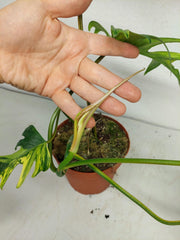 Philodendron Tortum x Florida Beauty Variegata
