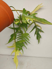 Philodendron Tortum x Florida Beauty Variegata