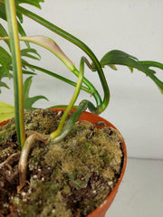 Philodendron Tortum x Florida Beauty Variegata