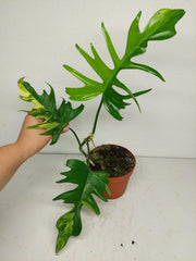 Philodendron Tortum x Florida Beauty Variegata