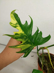 Philodendron Tortum x Florida Beauty Variegata