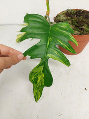 Philodendron Tortum x Florida Beauty Variegata