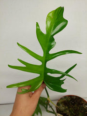 Philodendron Tortum x Florida Beauty Variegata