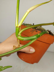 Philodendron Tortum x Florida Beauty Variegata