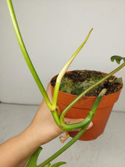 Philodendron Tortum x Florida Beauty Variegata