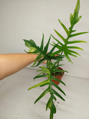 Philodendron Tortum x Florida Beauty Variegata