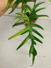 Philodendron Tortum x Florida Beauty Variegata