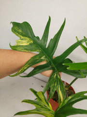 Philodendron Tortum x Florida Beauty Variegata