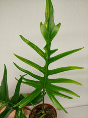 Philodendron Tortum x Florida Beauty Variegata