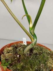 Philodendron Tortum x Florida Beauty Variegata