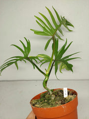 Philodendron Tortum x Florida Beauty Variegata