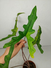 Alocasia Sabrina Aurea