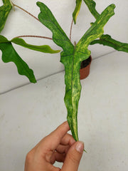 Alocasia Sabrina Aurea