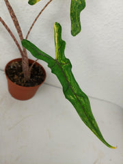 Alocasia Sabrina Aurea