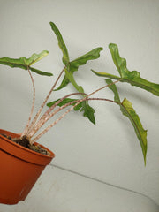 Alocasia Sabrina Aurea