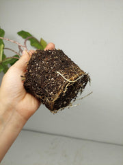 Alocasia Sabrina Aurea