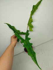 Alocasia Sabrina Aurea