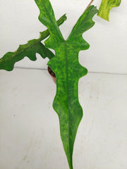 Alocasia Sabrina Aurea