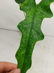 Alocasia Sabrina Aurea