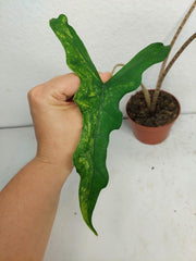 Alocasia Sabrina Aurea