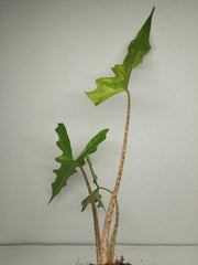 Alocasia Sabrina Aurea