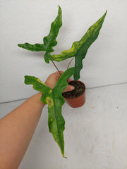 Alocasia Sabrina Aurea