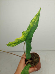 Alocasia Sabrina Aurea