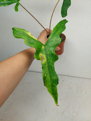Alocasia Sabrina Aurea