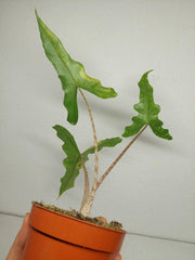 Alocasia Sabrina Aurea