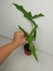 Alocasia Sabrina Aurea