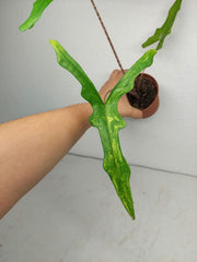 Alocasia Sabrina Aurea
