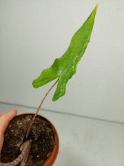 Alocasia Sabrina Aurea