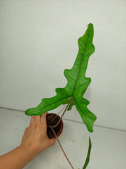 Alocasia Sabrina Aurea