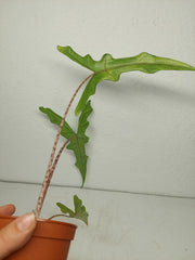 Alocasia Sabrina Aurea