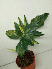 Philodendron Florida Beauty x Mayoi Steckling
