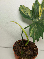 Philodendron Florida Beauty x Mayoi Steckling