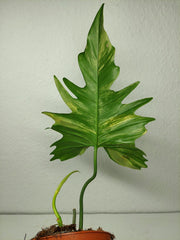 Philodendron Florida Beauty x Mayoi Steckling