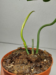 Philodendron Florida Beauty x Mayoi Steckling