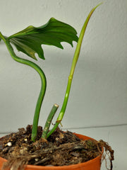 Philodendron Florida Beauty x Mayoi Steckling