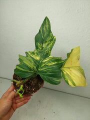 Philodendron Florida Beauty x Mayoi Steckling