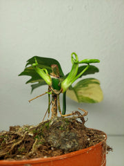 Philodendron Florida Beauty x Mayoi Steckling