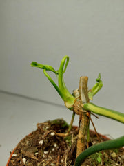 Philodendron Florida Beauty x Mayoi Steckling