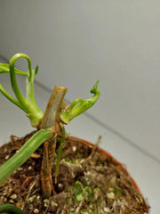Philodendron Florida Beauty x Mayoi Steckling