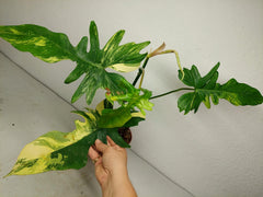 Philodendron Bipennifolium x Florida Beauty Variegata