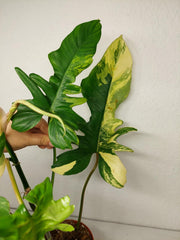 Philodendron Bipennifolium x Florida Beauty Variegata
