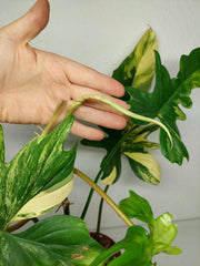 Philodendron Bipennifolium x Florida Beauty Variegata