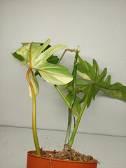 Philodendron Bipennifolium x Florida Beauty Variegata